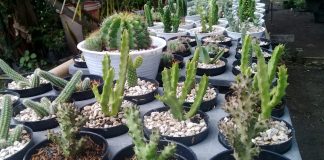 Budidaya kaktus ditengah pandemi, jenis koboi tanpa duri banyak diminati