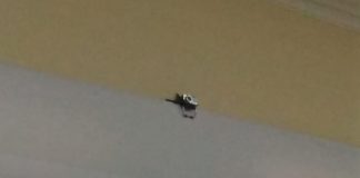 Kurir sabu seberat 1,1 kilogram asal Balikpapan berikan kesaksian