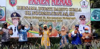 Panen raya buah Nenas di kawasan wisata Petik Nanas.