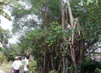 Warga dan PLN bergotong royong bersihkan pohon yang mengganggu kabel listrik