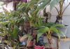 Bonsai Kelapa menjadi penghasilan di masa pandemi Covid-19