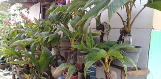 Bonsai Kelapa menjadi penghasilan di masa pandemi Covid-19