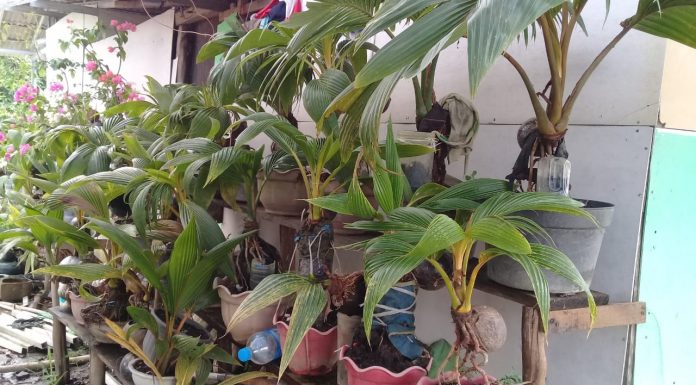 Bonsai Kelapa menjadi penghasilan di masa pandemi Covid-19