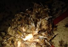 Budidaya Jangkrik, Omzetnya mencapai 4 hingga 5 Juta rupiah per minggunya.