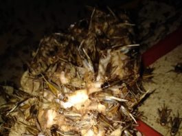 Budidaya Jangkrik, Omzetnya mencapai 4 hingga 5 Juta rupiah per minggunya.