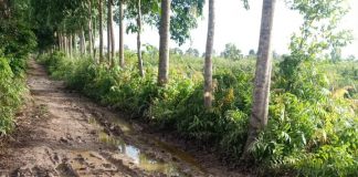 Ruas jalan penghubung antar desa di Tanjung Harapan rusak parah