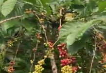 Menyematkan kopi Aranio dalam geliat wisata, Forum CSR / TSP / PPM Kabupaten Banjar kucurkan bantuan