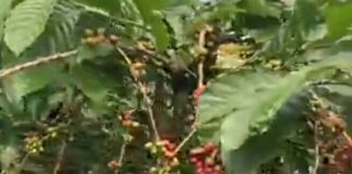 Menyematkan kopi Aranio dalam geliat wisata, Forum CSR / TSP / PPM Kabupaten Banjar kucurkan bantuan