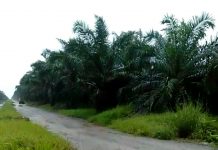 Kasus pengeroyokan karyawan PT Palmina Utama, korban desak ketiga pelaku segera ditangkap