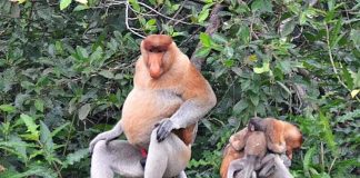 Ambar – sambut gembira kelahiran baby Bekantan di Stasiun Riset Bekantan