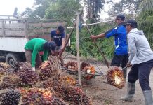 Dinilai tak ada hasil, petani sawit Wanaraya pertanyakan hasil produksi sawit?