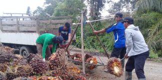 Dinilai tak ada hasil, petani sawit Wanaraya pertanyakan hasil produksi sawit?