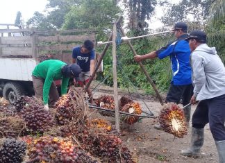 Dinilai tak ada hasil, petani sawit Wanaraya pertanyakan hasil produksi sawit?