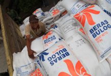 Distribusi masih belum jelas, serapan beras bulog menurun