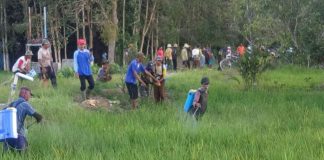 Ratusan hektar tanaman padi di Batola terserang hama Tungro