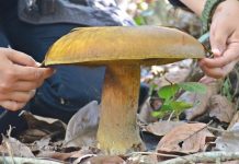 Jamur berukuran besar di temukan di Anjir Muara Batola