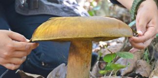 Jamur berukuran besar di temukan di Anjir Muara Batola