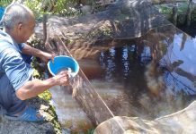 Geluti usaha Budidaya ikan Gabus, perekonomian Ijay tambah makmur