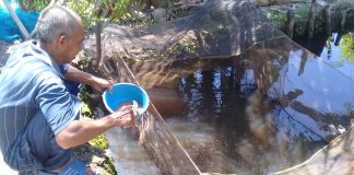 Geluti usaha Budidaya ikan Gabus, perekonomian Ijay tambah makmur