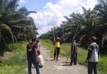 Buntut ketidak jelasnya keuntungan yang dijanjikan, petani sawit ambil alih lahan plasma