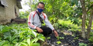 Bertahan ditengah pandemi, petani di Desa Sumber Rahayu menanam porang dan sayuran