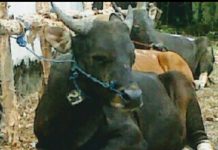 Percepat swasembada sapi potong, Kalsel terapkan pola Integrasi sawit dan sapi