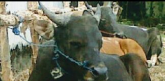 Percepat swasembada sapi potong, Kalsel terapkan pola Integrasi sawit dan sapi