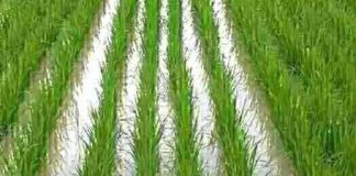 Dinas TPH berkomitmen wujudkan Kalsel menuju lumbung pangan dunia 2045