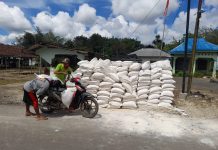 Atasi problem tingginya keasaman tanah, Pemdes Kolam Kanan bagikan kapur gratis