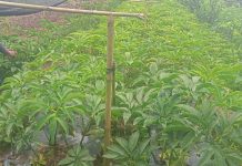 Porang, tumbuhan liar yang memiliki potensi untung puluhan juta rupiah