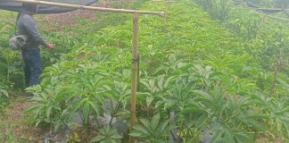 Porang, tumbuhan liar yang memiliki potensi untung puluhan juta rupiah