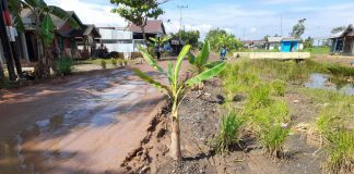 Karena ruas jalan Handil Tura rusak parah, armada angkutan tak maksimal muat hasil pertanian