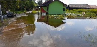 Akibat masih direndam air, ratusan hektar sawah di Mandastan terancam gagal tanam?