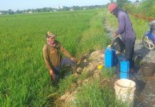 Ratusan hektar tanaman padi di Desa Beringin Jaya diserang hama tungro dan ulat