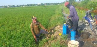 Ratusan hektar tanaman padi di Desa Beringin Jaya diserang hama tungro dan ulat