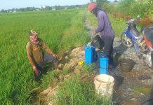 Hasil produksi padi menurun, petani Batola keluhkan serangan hama tungro