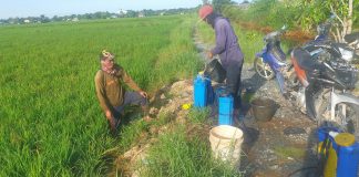 Hasil produksi padi menurun, petani Batola keluhkan serangan hama tungro