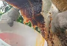 Mengapa Islam menganjurkan umatnya mengkonsumsi madu?