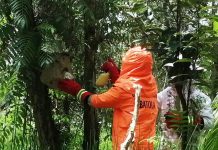 Dikhawatirkan membahayakan, sarang tawon sebesar ember dievakuasi tim Damkar