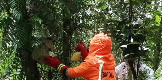 Dikhawatirkan membahayakan, sarang tawon sebesar ember dievakuasi tim Damkar