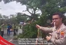 Sebatang pohon besar tumbang dan menutup ruas jalan trans Kalimantan serta memacetkan arus lalu lintas