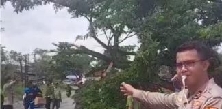 Sebatang pohon besar tumbang dan menutup ruas jalan trans Kalimantan serta memacetkan arus lalu lintas