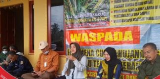 Atasi serangan tungro, petugas PTPH berikan bimbingan kepada petani di Balandean