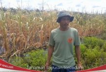 Dampak air pasang dan curah hujan rendam puluhan hektar tanaman sayuran siap panen di Sido Makmur