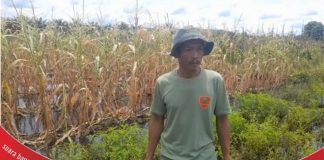 Dampak air pasang dan curah hujan rendam puluhan hektar tanaman sayuran siap panen di Sido Makmur