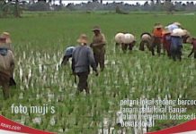 Harga beras lokal naik lagi, secara nasional stok beras masih aman