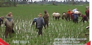 Harga beras lokal naik lagi, secara nasional stok beras masih aman