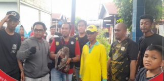 Diduga mencari makanan, puluhan monyet liat masuk pemukiman warga di Desa Alalak