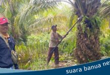 3 bulan kepengurusan baru KSU Maju Bersama, hasil perkebunan mengalami peningkatan