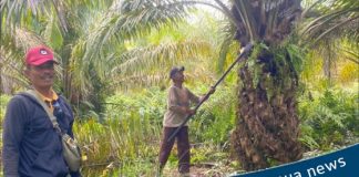3 bulan kepengurusan baru KSU Maju Bersama, hasil perkebunan mengalami peningkatan